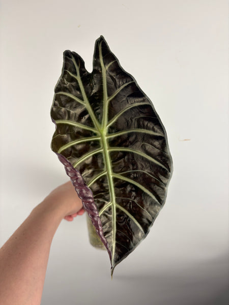 Alocasia suhirmaniana sp Sulawesi