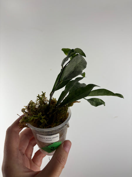 hoya amicabilis silver 2
