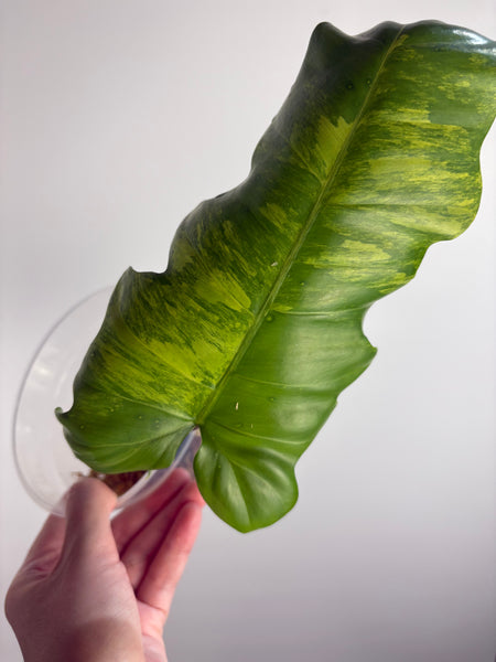 Philodendron Florida beauty x distantilobum variegated top cut lightly rooted