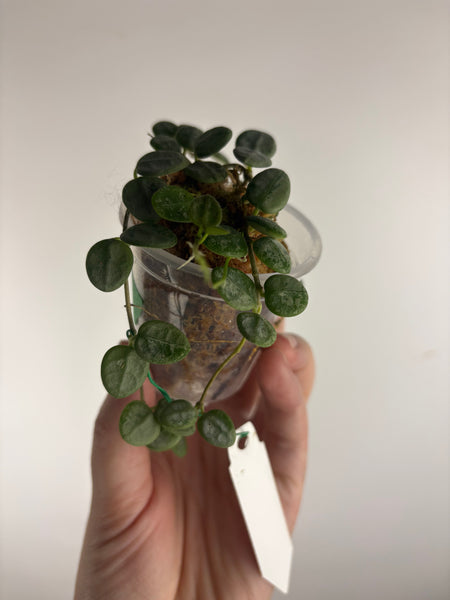 Hoya serpens silver (Thailand) C