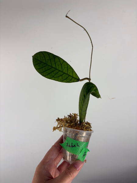 Hoya sp sabah A