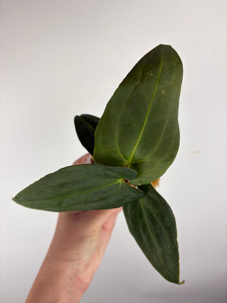 Anthurium blue papi B