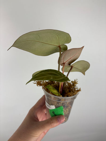 Anthurium kos x red crystal 8