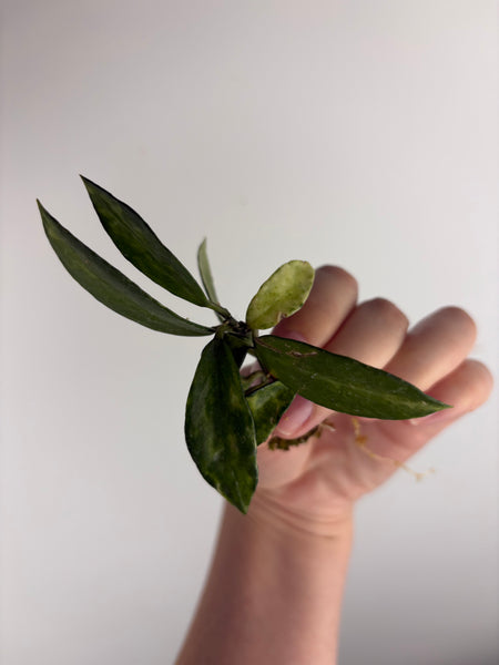 hoya lacunosa peridot cutting