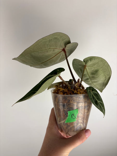 anthurium (red velvet cake x dark handsome) x dreamwaver (Thailand) B