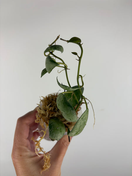 Hoya lacunosa sulcata 8B