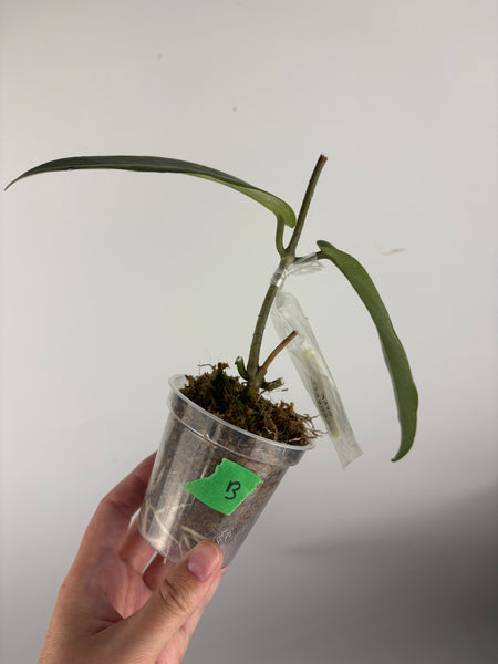 hoya stenakei dark B