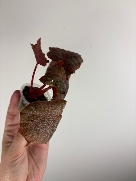 Begonia Robin C