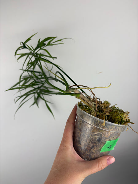 Philodendron polypodioides A