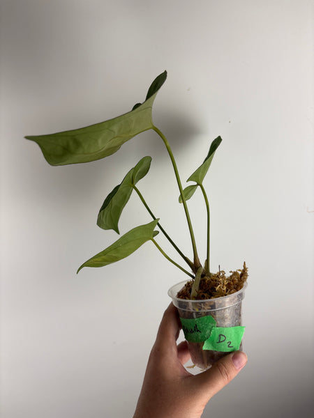 Anthurium Goliath D2