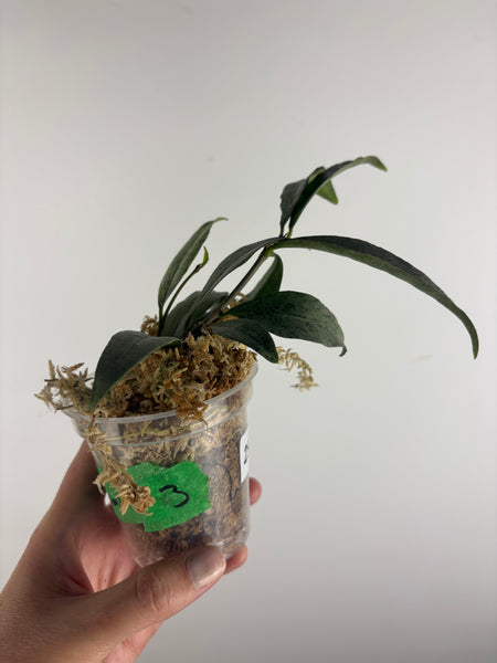 hoya amicabilis silver 3