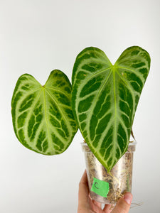 Anthurium silver tiger x silver blush C as is