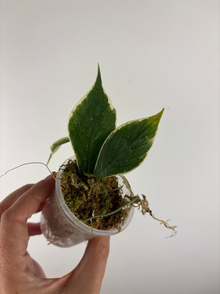 hoya polyneura outer variegated B