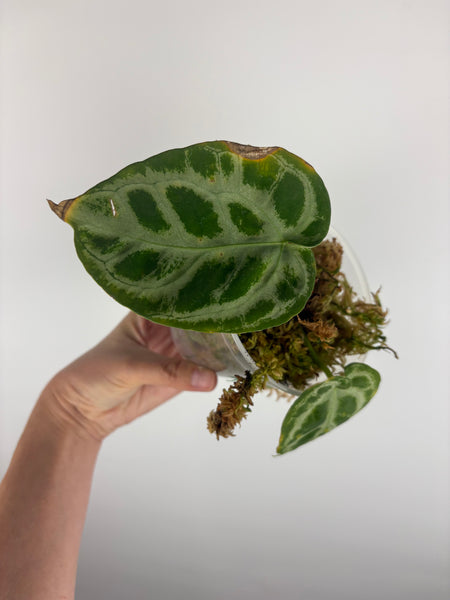 Anthurium Silver blush mutation A as is
