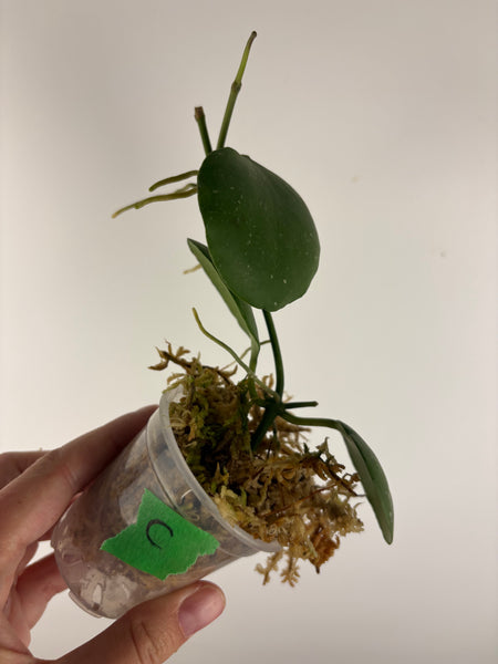 hoya kastbergii C