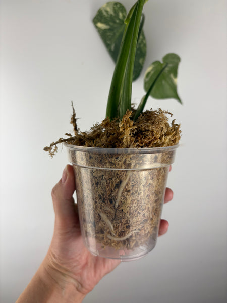 Monstera deliciosa green snow D