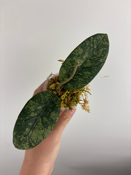 hoya sp aceh mustika 