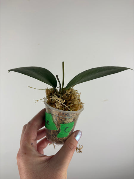 hoya menak sopal silver C