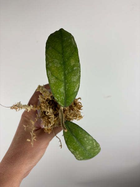 Hoya sp. (Northern Sumatra) silver splash A