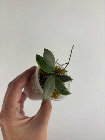 Hoya sp. Kalimantan ('Mini Coin' silver) 3