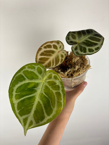 Anthurium red tiger 5