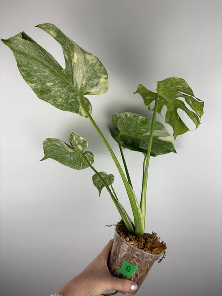 Monstera deliciosa green snow B