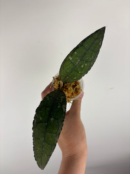 hoya clemensiorum crocodile D