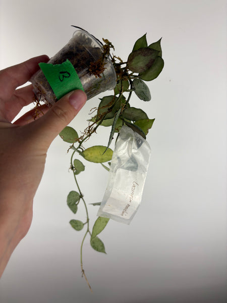 Hoya lacunosa moonshine B