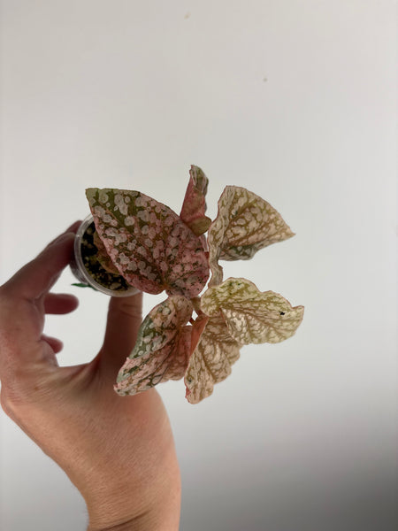 begonia snow capped variegated C