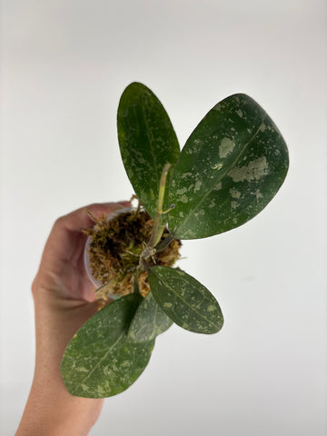 Hoya elliptica egg splash (Indonesia) 4