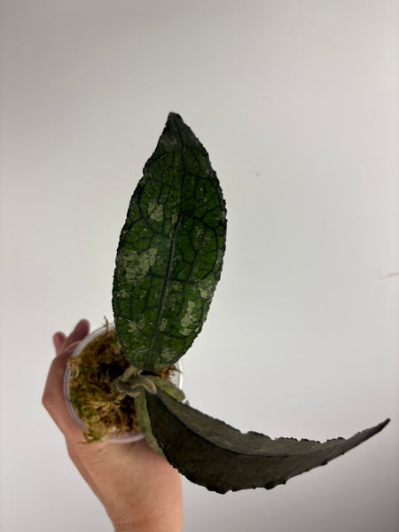 hoya clemensiorum crocodile A