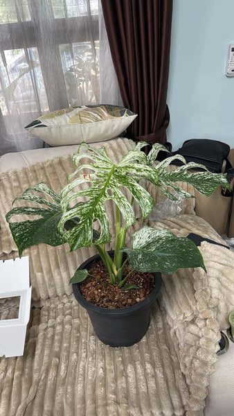 Monstera devil monster medium unacclimated (Thailand)