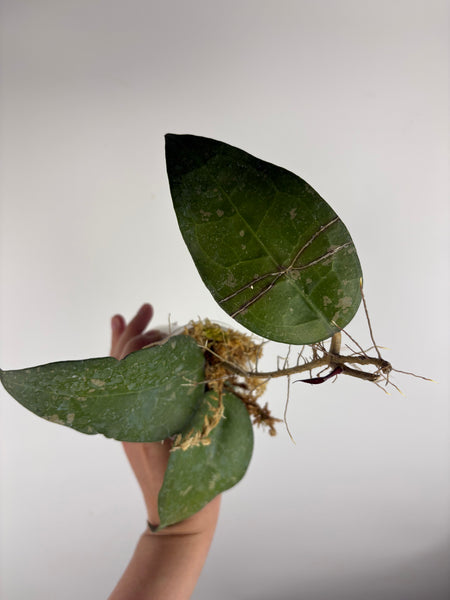 Hoya Bird of paradise B