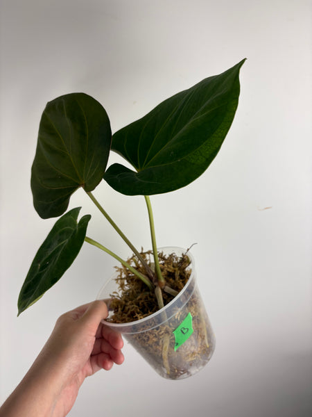 Anthurium king of spades B large