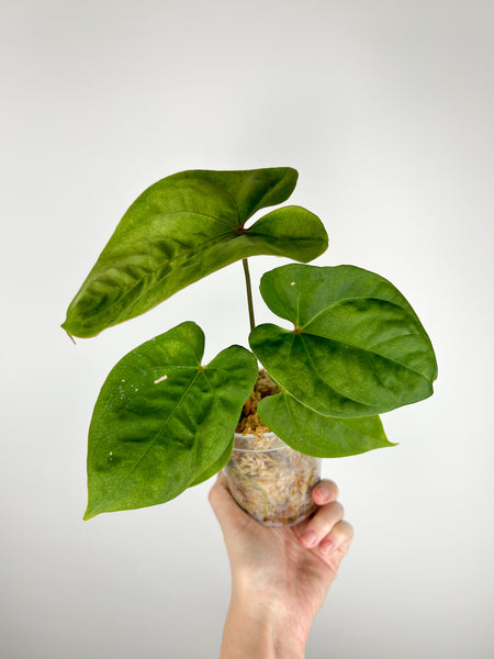 Anthurium hoffmannii gold C