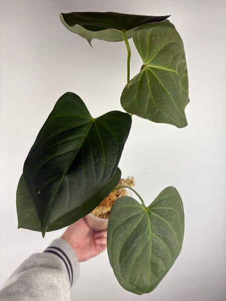 Anthurium black sweet x dorayaki B