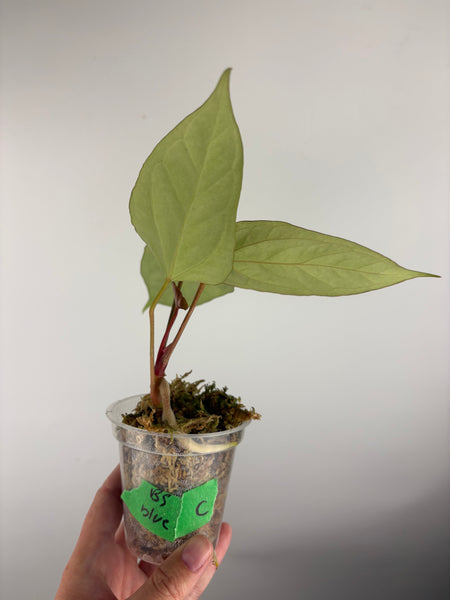 Anthurium Black sweet x blue pap C