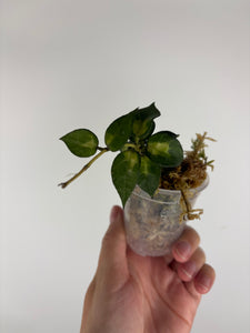 Hoya lacunosa golden flame 1