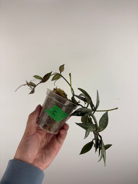 hoya lacunosa middle silver C