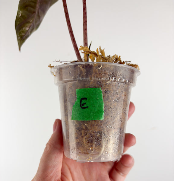 Alocasia pseudo sanderiana pink variegated E