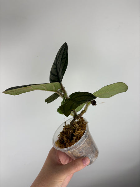 Cosmianthemum