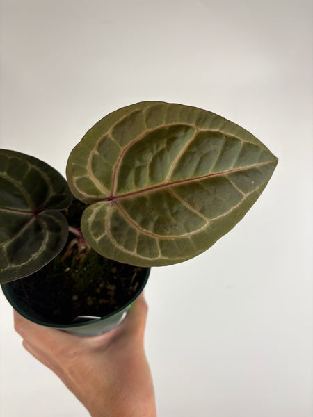 Anthurium 'Memoria Tim Anderson’ - (Doc Block Zara × Doc Block Michelle) X Anthurium Red Crystallinum from USA -2
