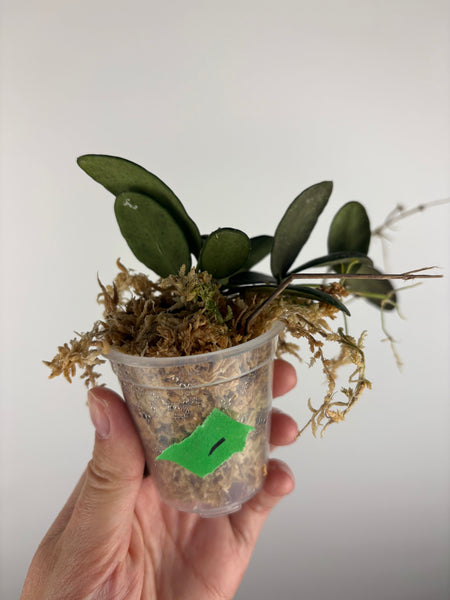 Hoya sp. GPS-7240 1