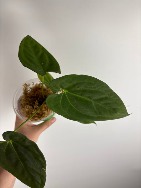 Anthurium BVIT x dark phoenix C3