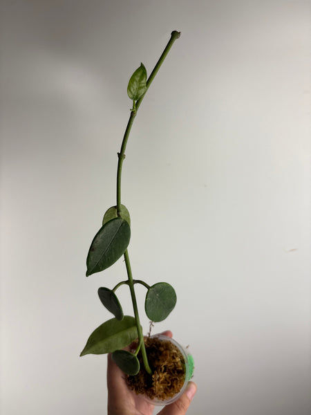 hoya lauterbachii A