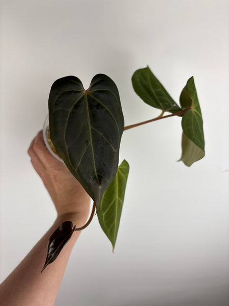 Anthurium Bvit x red spider