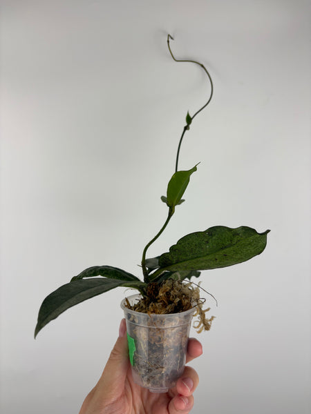 Hoya mitrata silver sp kapuas hulu 5