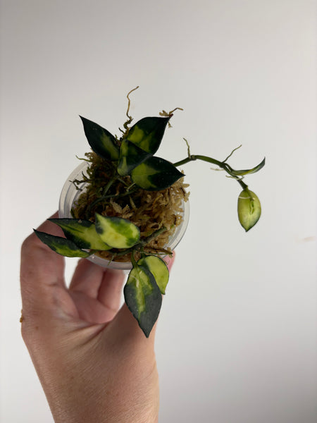 hoya lacunosa illumi A