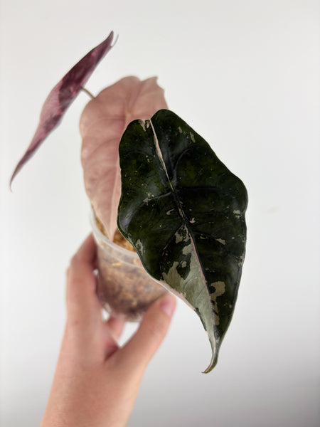 Alocasia chantrieri pink variegated B (from corm)