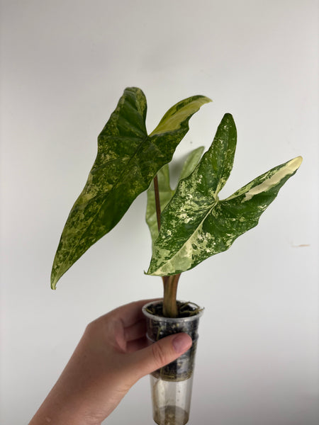 Alocasia Metallic blue aurea